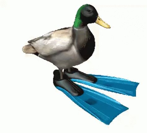 Duck Spin GIF - Duck Spin Flippers - Discover & Share GIFs Spinning, Animated Gif, Gif, Blue