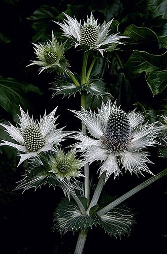 Sea Holly, Flora Flowers, Moon Garden, Dry Flowers, Airbrush Art, Seed Pods, Tennis Ball, Exotic Flowers, Patterns In Nature