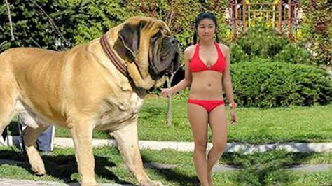 TOP 50 BIGGEST DOGS In The World | Largest Dog Breeds 2016 Worlds Biggest Dog, Worlds Largest Dog, Really Big Dogs, Caucasian Shepherd Dog, Big Fluffy Dogs, Caucasian Shepherd, Giant Dog Breeds, Big Dog Breeds, Giant Animals