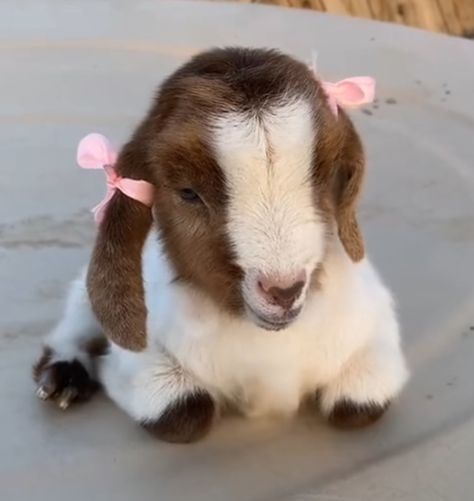 Goat Aesthetic, Goats Cute, Tiny Goat, Pet Sheep, Mini Goats, White Goat, Cute Goat, Pet Goat, Funny Goat