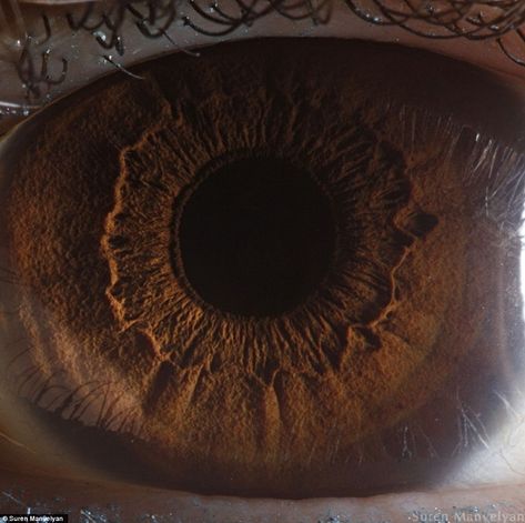 The iris is divided into two major regions: The pupillary zone is the inner region whose edge forms the boundary of the pupil. The ciliary zone is the rest of the iris that extends to its origin at the ciliary body Macro Photography Eyes, Eye Pupil, Iris Eye, Human Eyes, Human Body Parts, Eye Photography, Human Eye, Body Glitter, Macro Photos