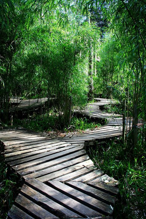 Meditation Walking Path, Walking Paths Landscape, Jungle Pathway, Boardwalk Pathway, Wooden Pathway, Walkway Landscaping, Walking Path, Cozy Nooks, Urban Gardens