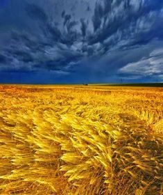 Stormy Skies, Golden Wheat, Wheat Fields, Wheat, Ukraine, Russia, Tumblr, Yellow, Twitter