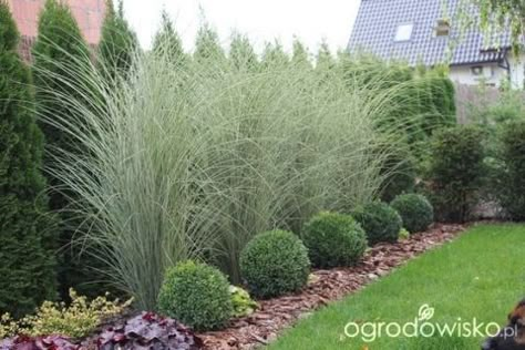 Privacy Landscaping, Bug Control, Grasses Landscaping, Grasses Garden, Garden Shrubs, Evergreen Plants, Landscape Designs, Have Inspiration, Pretty Plants