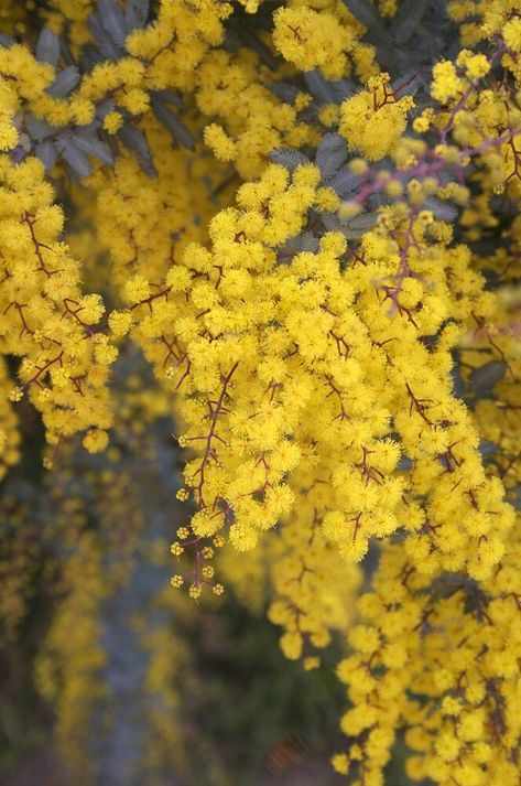 Acacia Baileyana, Trailing Flowers, Australian Native Garden, Australian Natives, Australian Flowers, Acacia Tree, Australian Native Flowers, Australian Plants, Blossom Garden