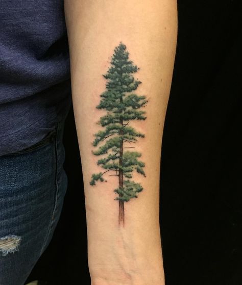 Teeny Jeffrey Pine from this evening #ladytattooers #botanicaltattoo #chicago #chicagotattoo #chicagotattooartist #jeffreypine #pine #pinetreetattoo #treetattoo #nature #california #tinytattoo @awakentattoo Spruce Tattoo, Nature California, Tree Sleeve Tattoo, Pine Tattoo, Chicago Tattoo, Mother Nature Tattoos, Tattoo Nature, Pine Tree Tattoo, Self Love Tattoo