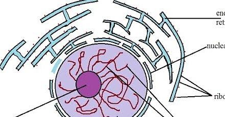 Nucleus is the largest organelle in eukaryotic cells. It is surrounded by two membranes. Each one is a phospholipid bilayer containing many different types of proteins. The inner nuclear membrane defines the nucleus itself. In many cells the outer nuclear membrane is continuous with the rough ER and therefore the space between the inner and outer nuclear membrane is continuous with the lumen of the rough ER.  The 2 nuclear membranes appear to fuse at the nuclear pores. These ring like pores are Phospholipid Bilayer, Nuclear Membrane, Eukaryotic Cell, Cell Division, Protein Synthesis, The Cell, The Space, Different Types, Ring