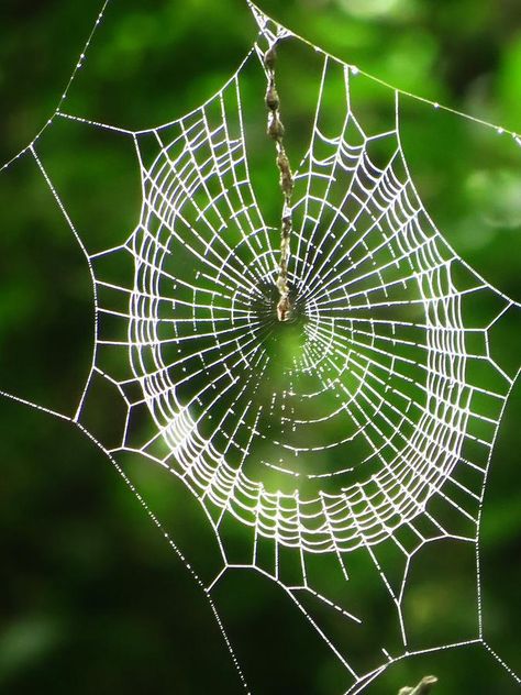 Itsy Bitsy Spider, Spider Art, Spider Webs, Airbrush Art, Web Designs, Arachnids, Bugs And Insects, Amazing Spider, Spiders