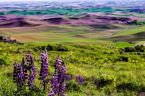 Palouse Washington, Washington Road Trip, The Palouse, Texaco Vintage, Eastern Washington, Scenic Road Trip, Eastern Oregon, Scenic Roads, Scenic Byway