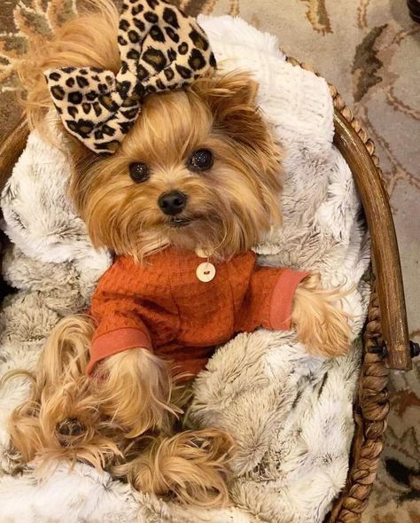 Teacup Yorkie Puppy, Cute Small Dogs, Dog Mommy, Yorkie Terrier, Yorkie Lovers, Cute Dog Photos, Dogs Cute, Cute Dog Pictures, Really Cute Dogs