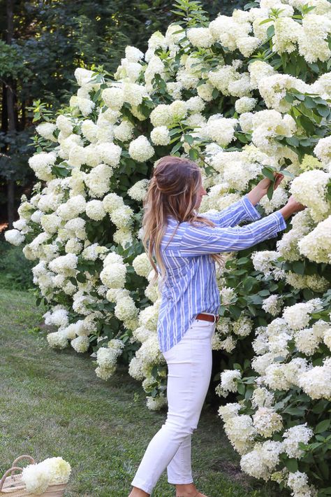 Limelight Hydrangeas, Hydrangea Landscaping, Limelight Hydrangea, Hydrangea Bush, Hydrangea Care, Hydrangea Garden, Backyard Pools, Have Inspiration, White Gardens