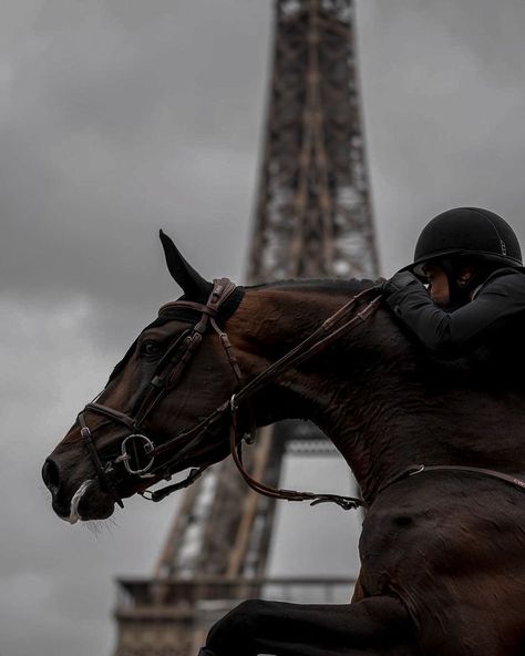 Showjumping Aesthetic, Showjumping Horse, Horse Photography Poses, Horse Riding Aesthetic, Show Jumping Horses, Equestrian Aesthetic, Horse Wallpaper, Horse Aesthetic, Dressage Horses