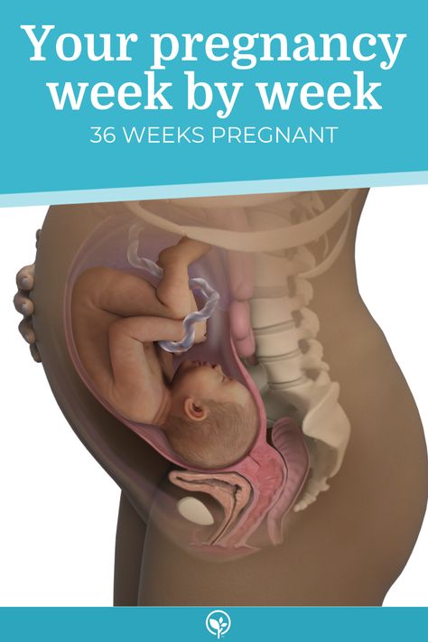 Learn more about your pregnancy and your baby's development at 36 weeks 31 Weeks Pregnant Belly, Pregnant Symptoms Signs, 31 Week Pregnancy, Pregnant Symptoms, 17 Weeks Pregnant, 19 Weeks Pregnant, 13 Weeks Pregnant, 15 Weeks Pregnant, 22 Weeks Pregnant