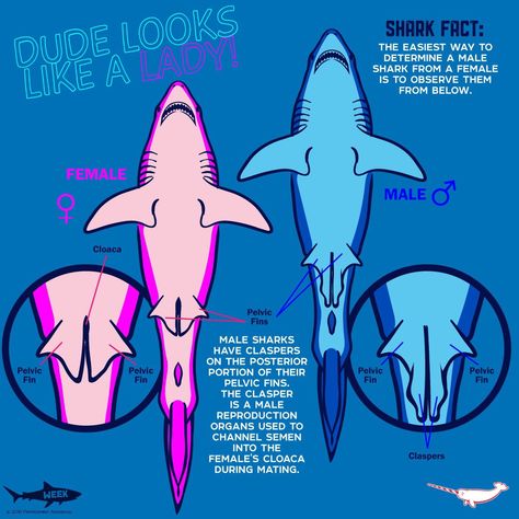 Sharks Anatomy, Shark Diagram, Shark Types, Facts About Sharks, Shark Anatomy, Dogfish Shark, Different Types Of Sharks, Oceanography Marine Biology, Shark Stuff