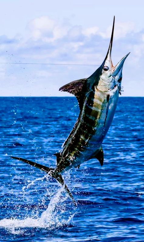 Alfabet Font, Marlin Fishing, Big Game Fishing, Salt Water Fishing, Salt Water Fish, Blue Marlin, Offshore Fishing, Ocean Fishing, Underwater Creatures