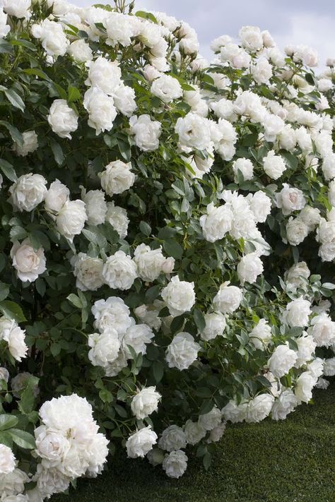 Looking for an improved, more disease-resistant landscape rose that blooms and blooms with dense, pure-white flowers on a compact shrub? Icecap™ Rose is for you! Mass or pot-up. Full sun. Fast, reaches up to 3 ft. tall and wide. Zone: 5 – 9 Fast Growing Shrubs, Landscaping With Roses, Meteor Garden 2018, Shrub Roses, Garden Shrubs, Starting A Garden, Moon Garden, Hybrid Tea Roses, Landscaping Tips