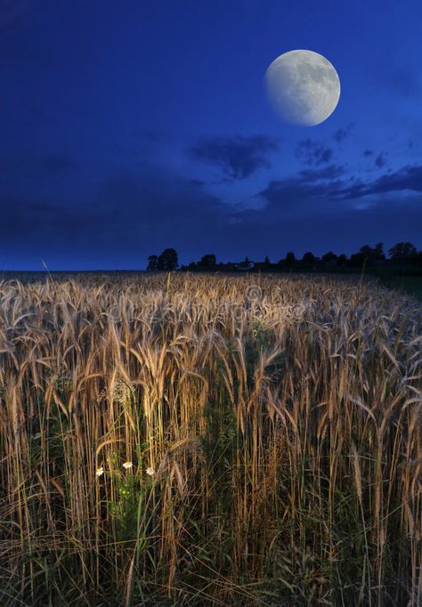 Moon. Over the wheat field #Sponsored , #Paid, #sponsored, #wheat, #field, #Moon Moonlit Field, Farm At Night, Night Field, Field At Night, Wheat Field, Astronomy Design, Greek Vacation, Farm Field, Grass Field