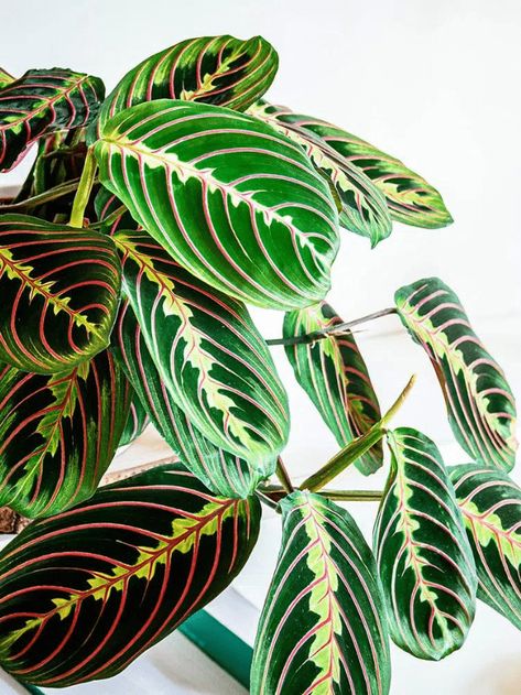 Beginner’s Guide to Caring for Prayer Plants Prayer Plant Care, Garden Flowers Perennials, Types Of Prayer, Prayer Plant, Potted Houseplants, About Plants, Plant Shop, Hardy Perennials, Plant Cuttings