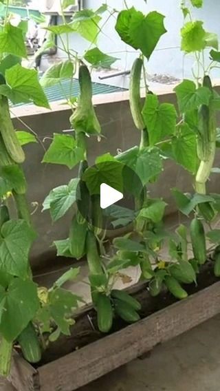 The Planto Facts on Instagram: "How to grow cucumber plant at home #reels #Instagram" Grow Cucumber, How To Grow Cucumbers, Grow Cucumbers, Cucumber Plant, Growing Cucumbers, Reels Instagram, How To Grow, Cucumber, To Grow