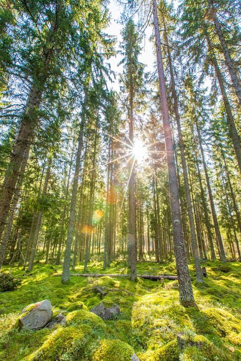 Sweden Nature Landscapes, Sweden Forest, Swedish Forest, Sweden Nature, Forest Inspiration, Fairy Painting, Cute Forest, Wild Flower Meadow, Fairy Paintings