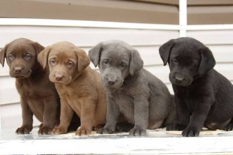 Labs of many colors! Grey Labrador, Black Lab Puppies, Retriever Puppies, Labrador Retriever Puppies, Lab Puppies, Web Images, Labrador Retriever Dog, Blue Heeler, Retriever Dog