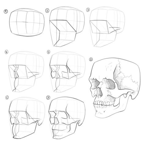 Skull Anatomy Drawing Study, Three Quarter View Face, Gregor Kari, Gesture Study, Drawing Beginners, Human Skull Drawing, Face Animation, Skull Drawing Sketches, Draw A Skull