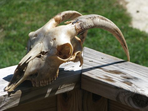 Goat Bone, Sheep Skull, Skull Reference, Goat Skull, Ancient Magus Bride, The Ancient Magus Bride, Animal Skull, Vulture Culture, Bug Art