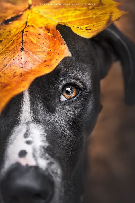 Fall Dog Photos, Dog Lockscreen, Christmas Dog Photography, Pet Photography Poses, Dog Photoshoot Pet Photography, Dog Portrait Photography, Dog Photography Poses, Animal Photoshoot, Colorful Hairstyles