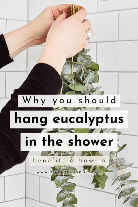 Take your shower experience to the next level with eucalyptus! Whether it's for relaxation, sinus relief, or just a refreshing scent, hanging eucalyptus in your shower is the perfect way to freshen up your routine. Not only are you getting all of the mind and body benefits of its aroma, but you're also creating a spa-like atmosphere in your own home! Eucalyptus In The Shower, Hanging Eucalyptus, Natural Pain Killers, Sinus Relief, Fresh Eucalyptus, Earthy Fragrance, Dried Eucalyptus, Eucalyptus Branches, Bathroom Plants