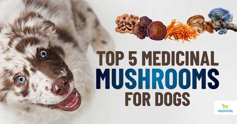 Are mushrooms bad for dogs? Medicinal mushrooms for dogs are actually an important food for natural healing. Here's what you need to know. Safe Medicine For Dogs, Mushrooms For Dogs, Mushroom With Dog Bath, Herbal Medicine For Dogs, Tumors On Dogs, Puppy Mush, Diet Healthy Food, Toxic Foods For Dogs, Food For Dogs