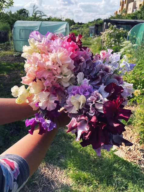 Pink, purple, white and cream sweet pea bouquet Sweet Pea Bridesmaid Bouquet, Sweet Pea Bouquet, Sweet Pea Seeds, Sweet Pea Flowers, Hydrangea Bouquet, Artsy Photos, Flower Business, Wildflower Bouquet, Clay Soil