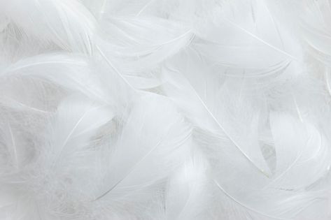 White feathers texture background swan f... | Premium Photo #Freepik #photo #soft #black-white #light-weight #soft-background Feather Texture, Deco Nature, Simply White, White Feathers, Shades Of White, White Aesthetic, All White, Pure White, White Wash