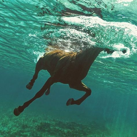 #horswim #horselovers #instahorse #horsegram #horsesofinstagram #horses #animallover #swim #sea #love #❤️ pic by @kurtarrigo Most Beautiful Animals, All The Pretty Horses, Horse Photography, Horse Pictures, Underwater Photography, Horse Love, Large Animals, Horse Girl, Sweet Animals