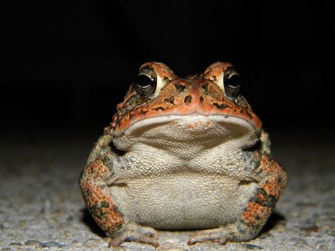 Unknown Louisiana Toad | A toad looks for some insects to ea… | Flickr Toad Photograph, Animal Reference Photos, Animal Paintings Acrylic, Frog Stuff, Louisiana Usa, Frog Pictures, Animal Antics, Funny Frogs, Animal Reference