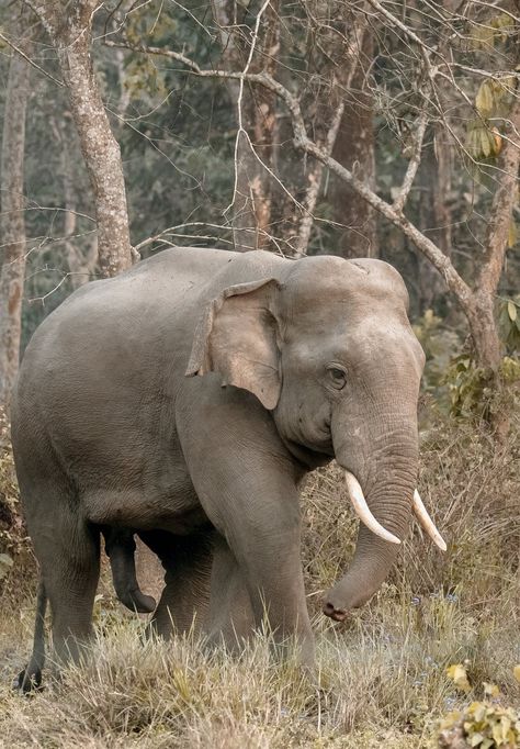 Elephant Walking, Elephant Photography, Wild Animals Photography, Animal Caricature, Biggest Elephant, Elephant Walk, Elephants Photos, Wild Elephant, Elephant Sanctuary