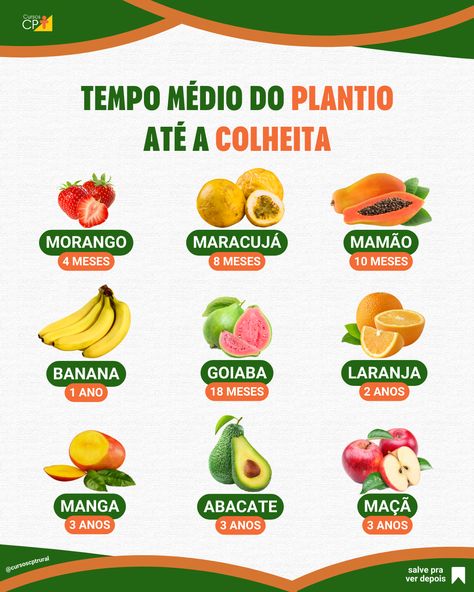 🥭 Você cultiva frutas no seu sítio?

🥑 Além de ser uma atividade muito prazerosa, é uma excelente opção para diversificar sua alimentação ou lucrar com as vendas!

🍌 Mas cada fruta possui um tempo médio para ser colhida, então você deve ter isso em mente na hora de planejar seu plantio!

🍓 Por isso, preparamos uma lista com o tempo de colheita de cada fruta para você acertar na escolha, confira!

#frutas #agro #fruticultura #cursoscpt #cpt Potager Garden, Garden Pottery, Garden Harvest, Diy Backyard, Future House, Wood Projects, Plants