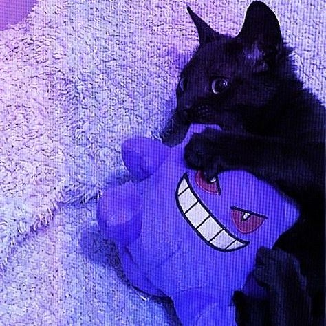 Purple Discord Pfp, Perfect Profile Picture, Cats Purple, Best Wallpaper Hd, Discord Pfps, Icon Cute, Best Wallpaper, Purple Cat, Cat Icon