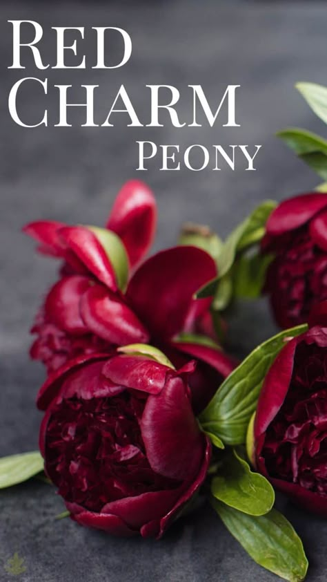 Peony Red Charm, Dark Red Peonies, Fall Peonies, Red Peony Flower, Red Flower Garden Ideas, Peonies Red, Red Charm Peony, Peony Tulips, Red Garden