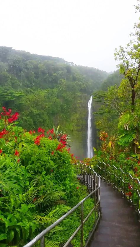 Travel Hawaii video, vacations ideas. Akaka Falls. best waterfall hikes in Hawaii. best things to do in Big Island, near hilo or day trip from kona. state park on big island waterfall hiking trail. Outdoor travel tips. beautiful places for world bucket list, wanderlust inspiration, tropical islands, pictures, photography. waterfalls in the US. usa. united states. #flashpackingamerica Travelling Tips, World Bucket List, Akaka Falls, Big Island, State Park, Travel Tips, Bucket List, Beautiful Places, Hawaii