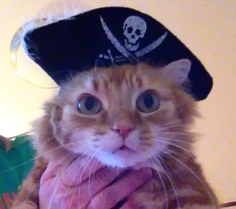 Jack, Jack the Pirate Cat. He ate the feather off his hat! Jack The Pirate, Cat Pirate, Pirate Code, Pirate Cat, Funny Looking Cats, Foster Cat, Jack Jack, Cat Reference, Funny Animal Photos