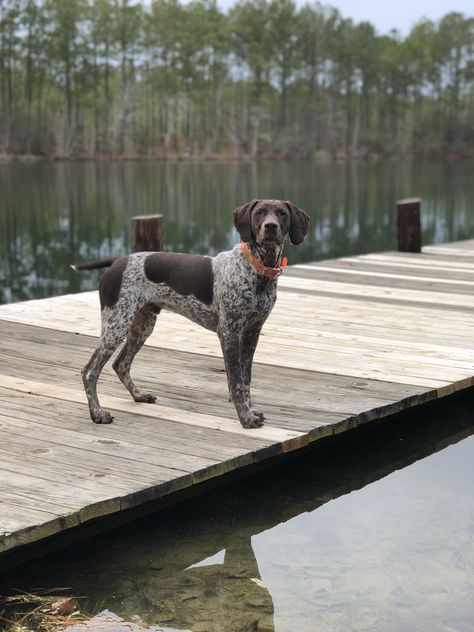 Shorthaired German Shepherd, Short Haired German Pointer, Short Hair German Pointer, German Pointer Dog, German Pointer Short Haired, German Pointer Puppy, German Short Hair Pointer, Short Hair Pointer, German Short Hair