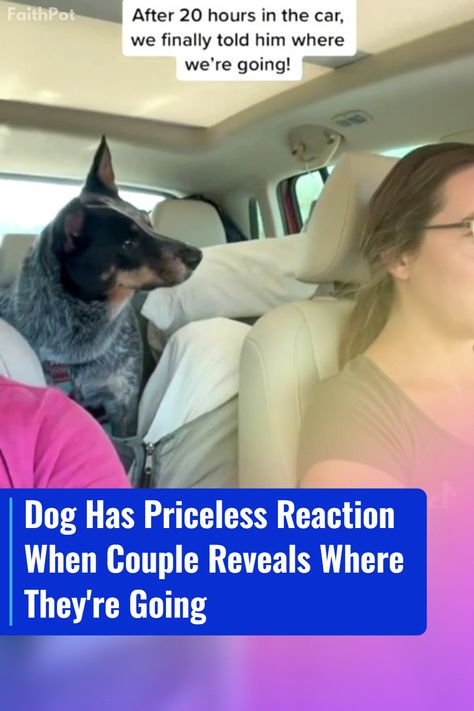 Watch Nosh the Blue Heeler's heartwarming reaction when he found out he was visiting his grandparents! ❤️🐶 Blue Heeler Dogs, Blue Heeler, Animal Stories, Australian Cattle Dog, Heartwarming Stories, Cattle Dog, Over The Moon, Special Places, When He