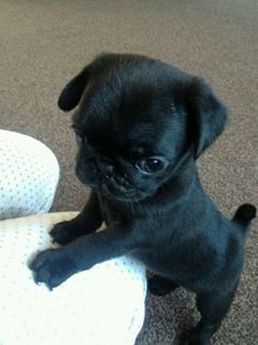 Baby Black Pug, Puggle Puppies, Cute Pug Pictures, Black Pug Puppies, Cute Pug Puppies, Goofy Dog, Baby Pugs, Super Cute Puppies, Very Cute Dogs