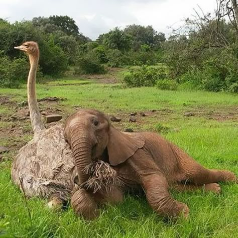 They say friends come in all shapes and sizes... Jotto the baby elephant was just 1-month-old when he fell in the well and separated from his herd. David Shelldrick Wildlife Trust (DSWT) took him to an elephant orphanage in Kenya where he could heal until he was ready to go back to the wild. Little did the rescuers know that even though there were plenty of elephants at the shelter, Jotto will become BFF with… an ostrich named Pea! Unlikely Animal Friends, Animal Friendships, Unlikely Friends, Odd Couples, Animals Friendship, Unusual Animals, Elephant Love, Animal Sanctuary, Animal Pics