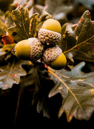 Airbrush Art, Fabulous Fall, Autumn Beauty, Seasons Of The Year, Seed Pods, Oak Tree, Autumn Inspiration, Fall Thanksgiving, The Tree