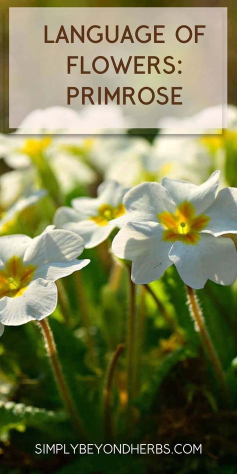 Join me in exploring the Evening Primrose flower's meaning, rich symbolism, history, and uses accompanying this spring flower. Plant Symbolism, Herbal Diy, Evening Primrose Flower, Primrose Flower, Medicinal Herbs Garden, Herbal Skin Care, Medicinal Herb, Healthy Herbs, Natural Pregnancy