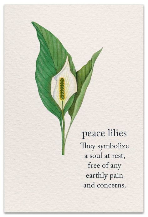 “Wishing you all the comfort this loving thought may bring” Flowers With Meaning Messages, Lily Symbolism Meaning, Peace Lily Meaning, Lily Quotes Flowers Words, Peace Lily Tattoo, Lily Symbolism, Condolences Flowers, Flowers With Meaning, Lily Quotes