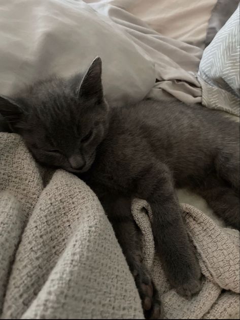 russian blue kitten Russian Short Haired Cat, Russian Blue Kitten Aesthetic, Korat Cat Aesthetic, Russian Blue Aesthetic, Russian Blue Cat Aesthetic, Gray Blue Aesthetic, Blue Russian Cat, Russian Blues, Russian Blue Kitten