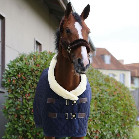 Treat your horse to the ultimate luxury...🐴 Kentucky Horsewear Show Rug, £169.99😍 Shop online or why not visit us in store to see the quality for yourself? We're open from 9am till 5pm tomorrow! #Equestrian #Equiport #HorseWear #Horses #KentuckyHorsewear #ShowRug #Luxurious #TreatYourHorse #Rug #EquestrianFashion #HorseRiding #Showjumping #Dressage #Eventing Horse Rug, Barrel Racing Saddles, Horse Halters, Barrel Racing Tack, Horse Show Clothes, Barrel Racing Horses, Horse Rugs, Skin Line, Western Pleasure