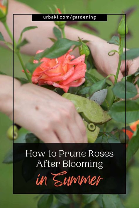 Pruning roses in summer is a key gardening task that can ensure a magnificent second bloom, giving your roses a renewed burst of color and fragrance. Properly trimming your roses after their first flush of flowers not only encourages new growth but also enhances the overall health and vitality of the plants. In this article, we'll explore the essential steps to prune your roses in summer, ensuring a dazzling display of blooms later in the season. With these expert tips and investing a little... How To Trim Rose Bushes, Pruning Roses In Summer, Trimming Rose Bushes, Rose Bush Pruning, How To Prune Roses, When To Prune Roses In The Fall, Trim Rose Bushes, How To Prune Roses In Summer, How To Grow A Rose Bush From A Clipping